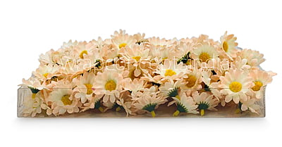 Cream with Peach Daisy Flowers