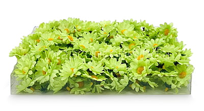 Lime Green Daisy Flowers