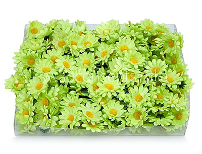 Lime Green Daisy Flowers