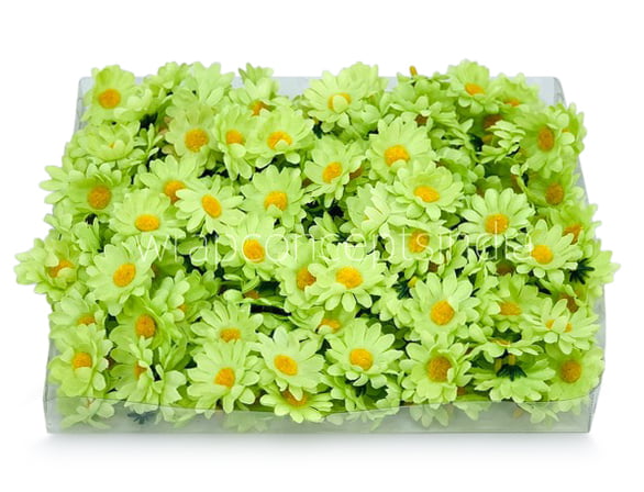 Lime Green Daisy Flowers