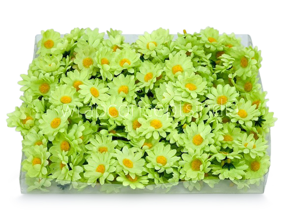 Lime Green Daisy Flowers