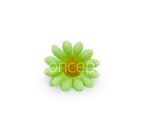 Lime Green Daisy Flowers