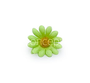 Lime Green Daisy Flowers