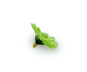 Lime Green Daisy Flowers