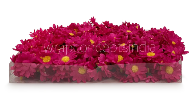 Fuchsia Pink Daisy Flowers