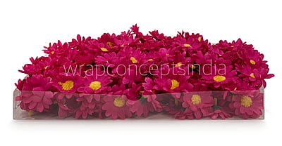 Fuchsia Pink Daisy Flowers