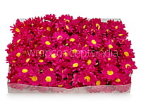 Fuchsia Pink Daisy Flowers