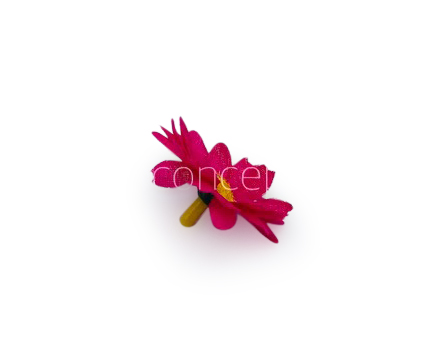 Fuchsia Pink Daisy Flowers