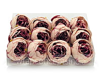 Peony - Blush with hints of Burgundy