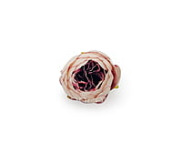 Peony - Blush with hints of Burgundy