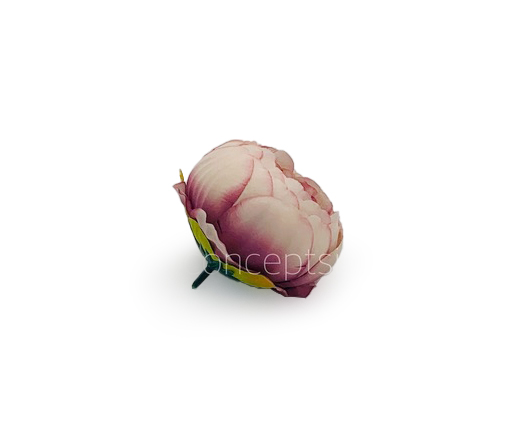 Peony - Blush with hints of Burgundy