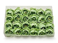 Apple Green Peonies