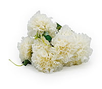 Carnation Bunch Tall