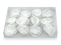 Rose Flower-White