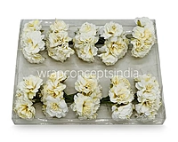 Ivory Windflower