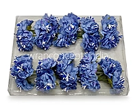 Cornflower Blue Windflower