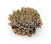 Natural Skin Sola Wood Zinnia