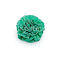 Seafoam Sola Wood Carnation