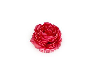 Ornate Peony- Bright Pink