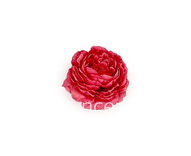 Ornate Peony- Bright Pink