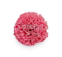 Peachy Pink Sola Wood Carnation