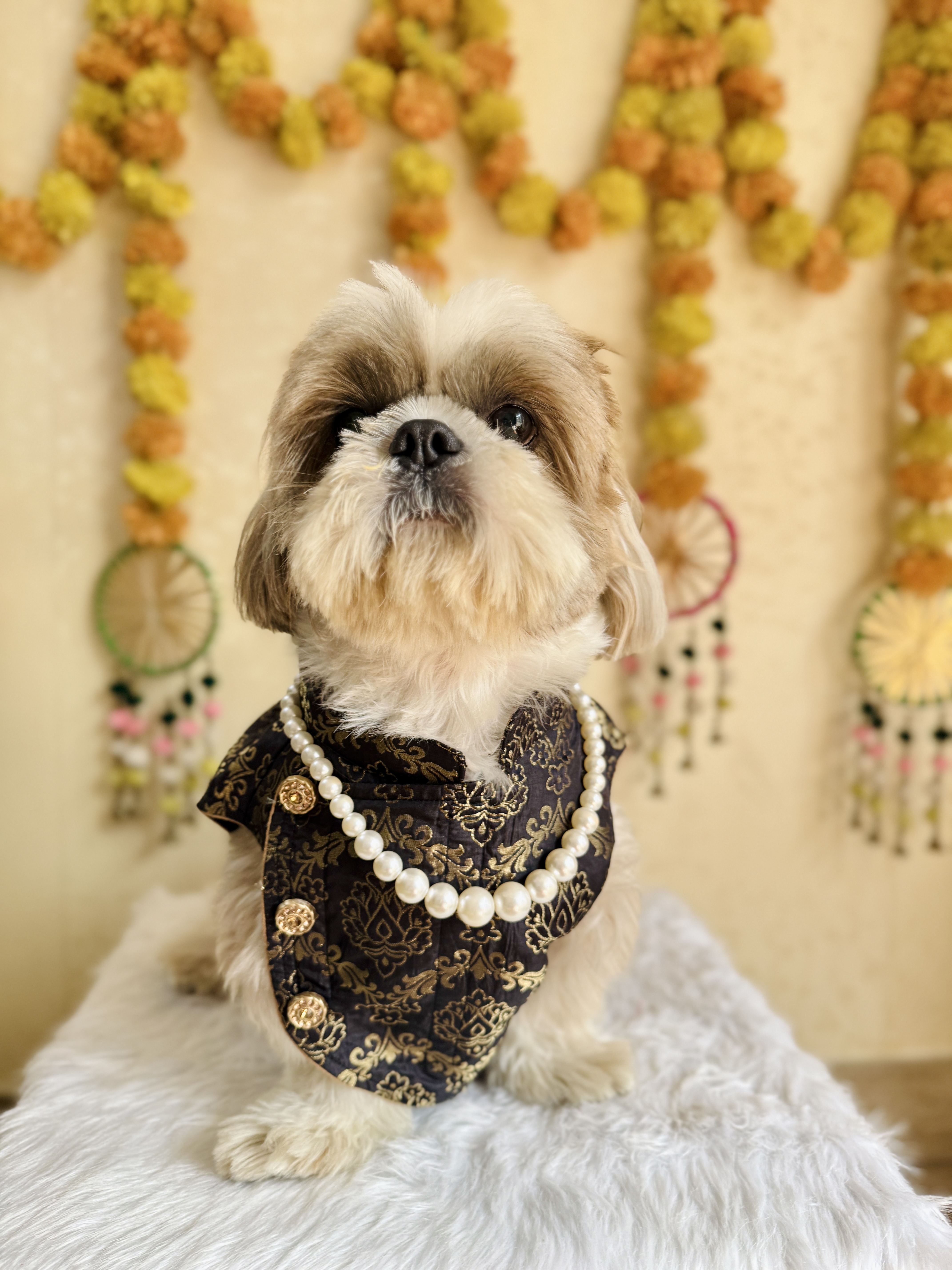 Shaahi Kaala Sherwani
