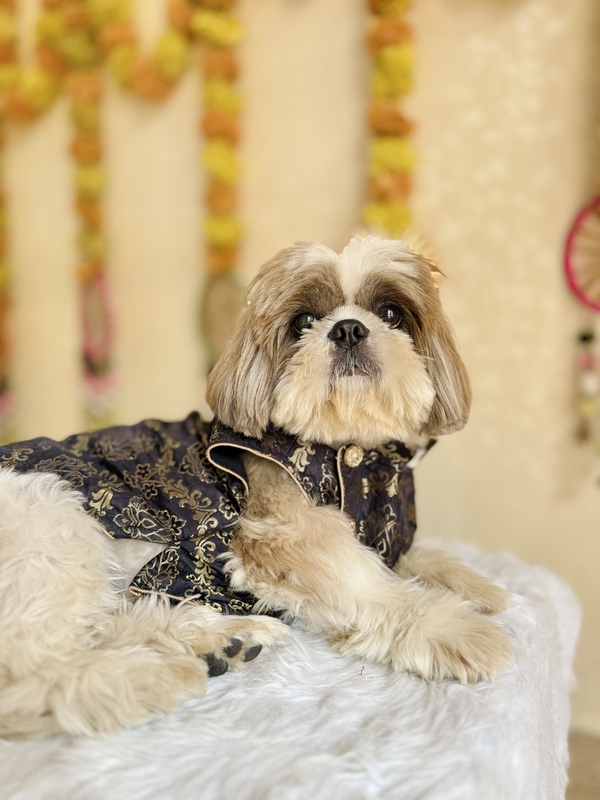 Shaahi Kaala Sherwani