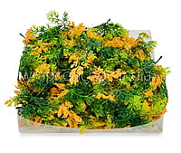 Green Fern Leaves with Papaya Edges