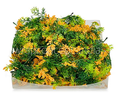 Green Fern Leaves with Papaya Edges