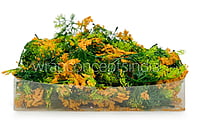 Green Fern Leaves with Papaya Edges