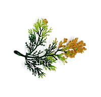 Green Fern Leaves with Papaya Edges