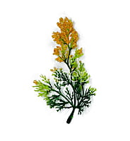 Green Fern Leaves with Papaya Edges