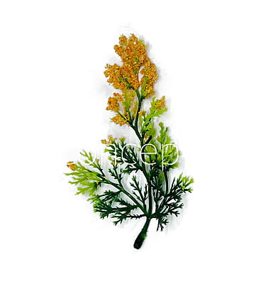 Green Fern Leaves with Papaya Edges Green Fern Leaves with Papaya Edges