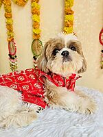 Red Royale Sherwani