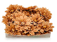 Cherry Wood Dahlias