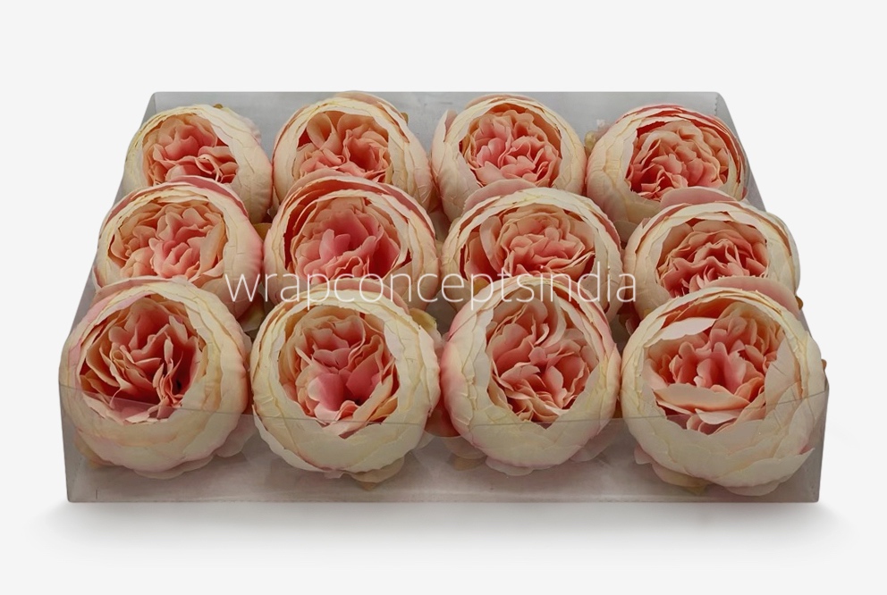 Peony - Cream with Peachy Pink