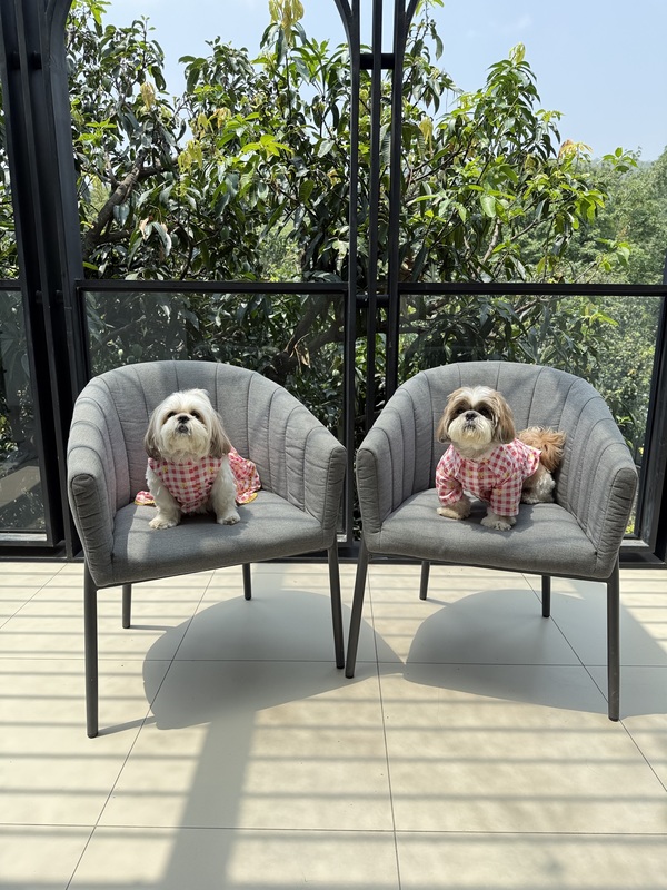 Daisy Picnic Dog Shirt