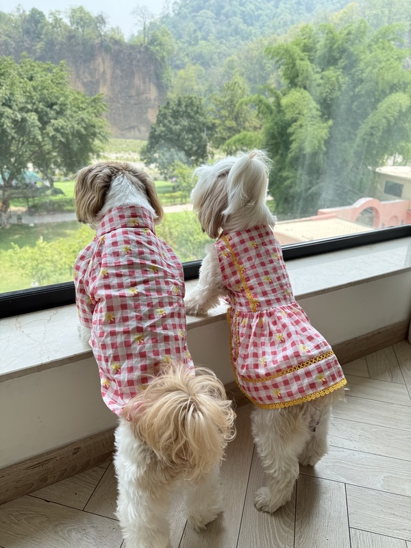 Daisy Picnic Dog Shirt