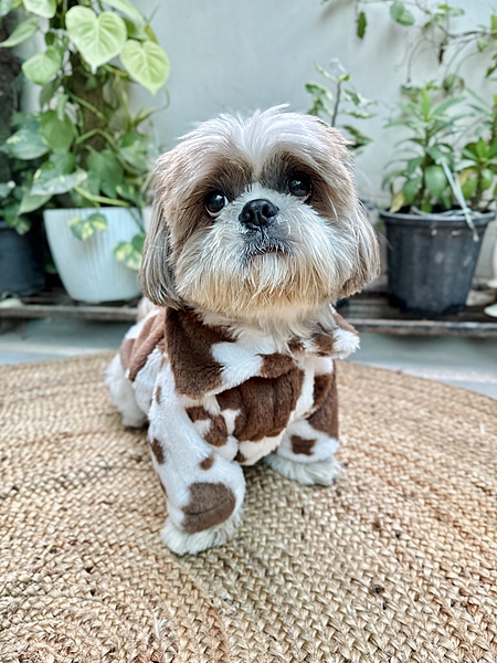 Cow Print Hoodie