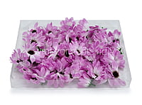 Sun Flowers - Violet With White