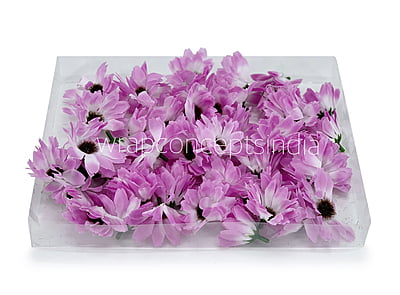 Sun Flowers - Violet With White