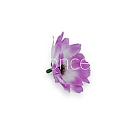 Sun Flowers - Violet With White