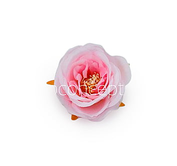 Camellia Flower - Baby Pink