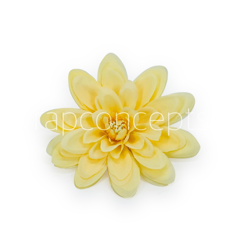 Corn Dahlias