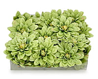 Apple Green Dahlias