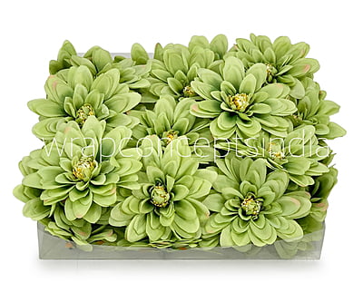 Apple Green Dahlias