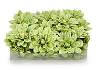 Apple Green Dahlias