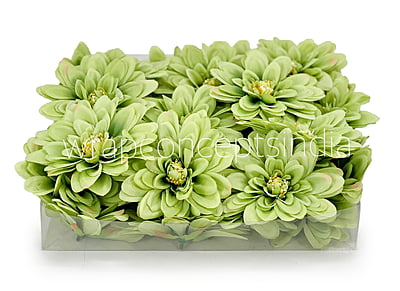 Apple Green Dahlias