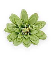 Apple Green Dahlias