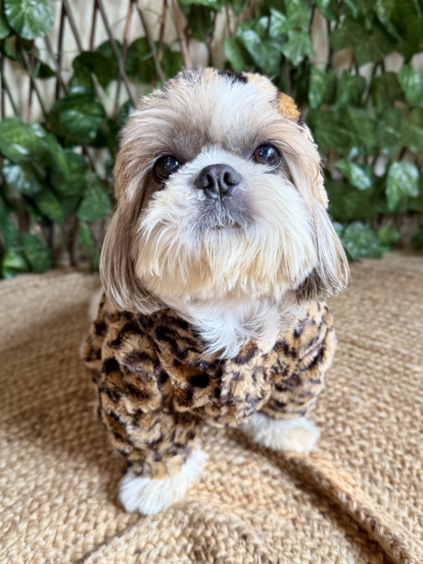 Leopard Print Hoodie